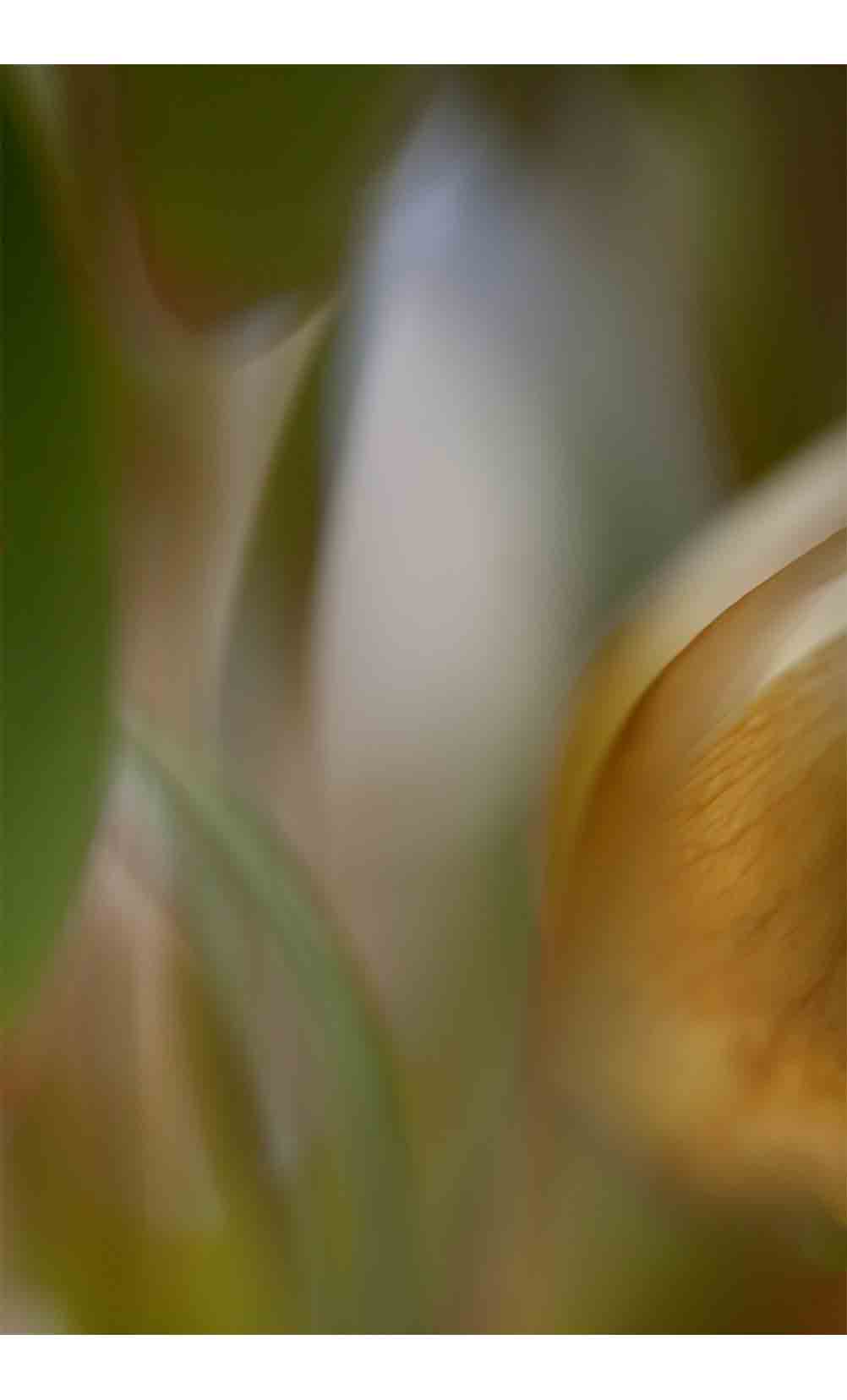 Botanica-4