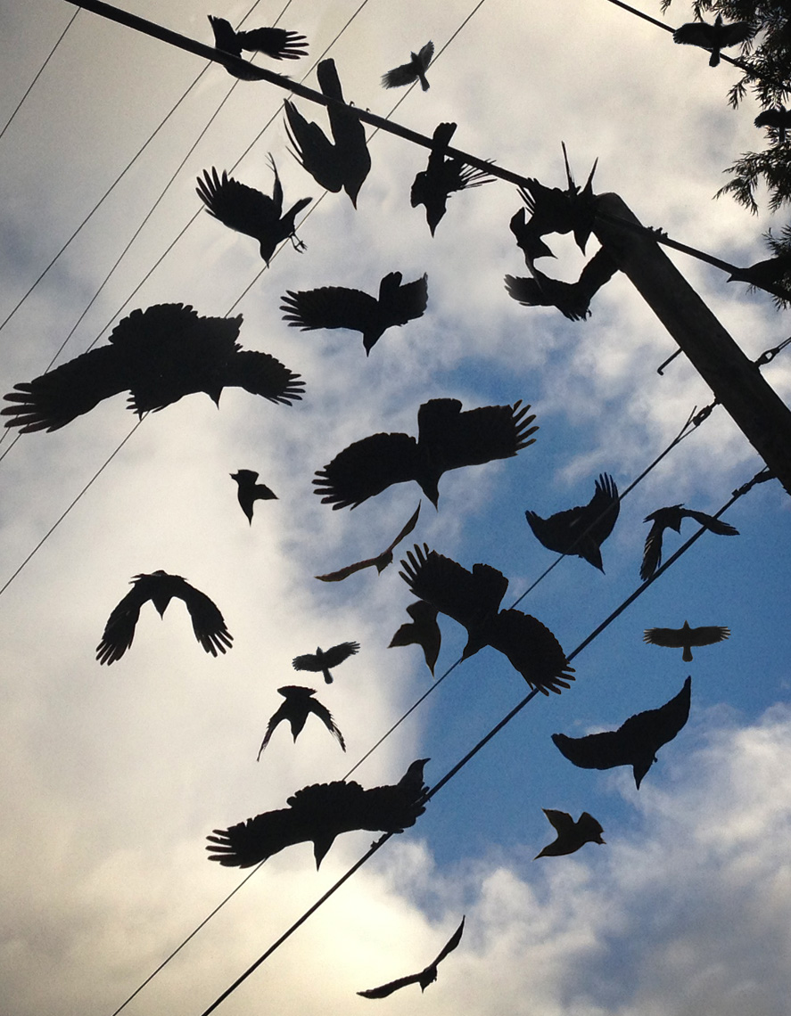 Crows-IMG_5559-crop